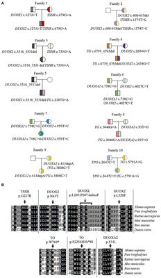 Case Report: Expanding the Digenic Variants Involved in Thyroid Hormone Synthesis−10 New Cases of Congenital Hypothyroidism and a Literature Review